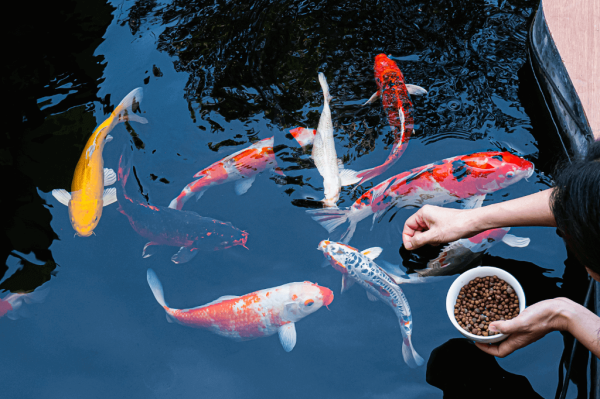 锦鲤鱼池过滤器：是什么？如何运作？