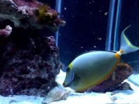 海水水族箱中螺类的好处