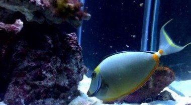 海水水族箱中螺类的好处