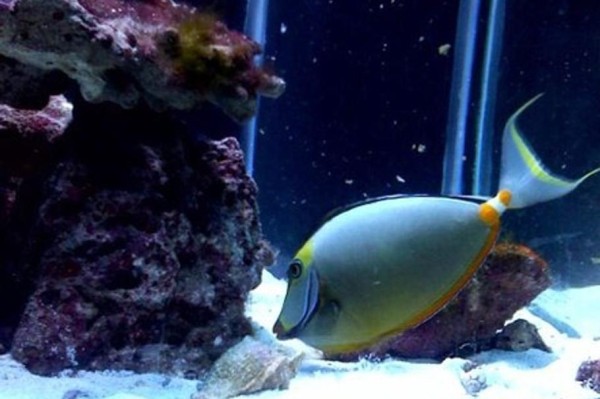 海水水族箱中螺类的好处