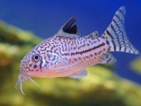 物种聚焦：新发现的鼠鱼品种