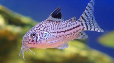 物种聚焦：新发现的鼠鱼品种