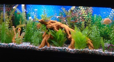 换水操作指南：科学维护水质的核心要点