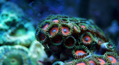 海水水族箱五大最艳丽珊瑚