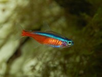 如何解读鱼粮标签