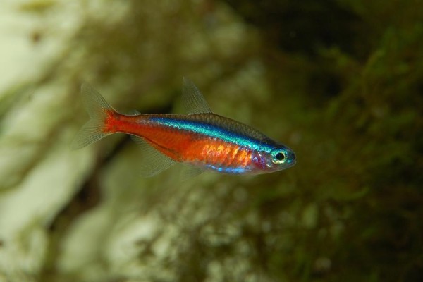 如何解读鱼粮标签