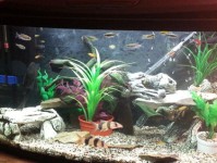 在水族箱中堆叠岩石