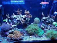 你知道你在喂鱼什么吗？