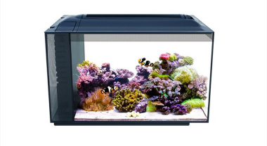 珊瑚水族箱的最佳清洁团队是什么？