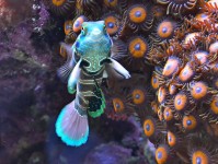 为海水水族箱选择合适的温度