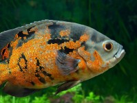 如何饲养地图鱼