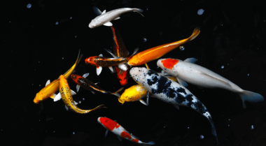 池塘鱼类新手指南：英国常见品种