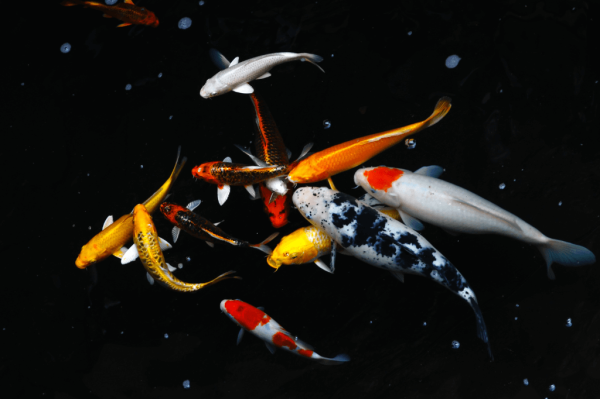 池塘鱼类新手指南：英国常见品种