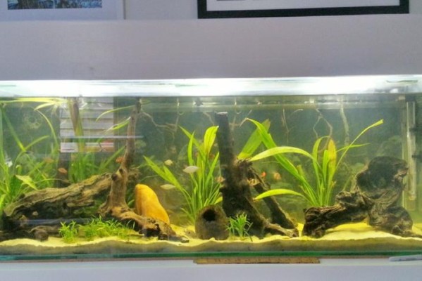 水草缸入门