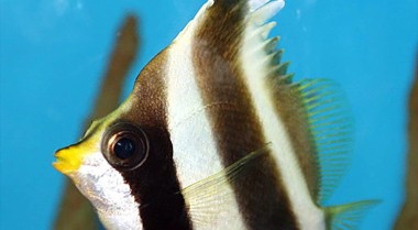 如何去除珊瑚缸中的垃圾海葵