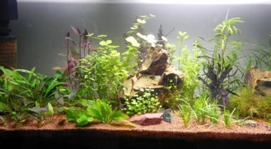 如何为淡水水族箱选择鱼缸