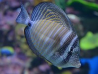 常见的珊瑚礁安全鱼类和无脊椎动物