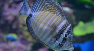 常见的珊瑚礁安全鱼类和无脊椎动物