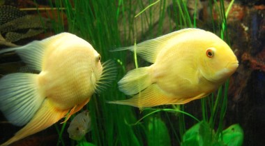 非洲和南美慈鲷的自然环境