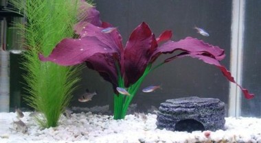 水族箱维护与清洁