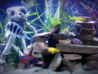 在水族箱中堆叠岩石