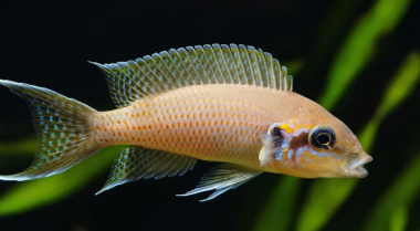 五种容易繁殖的慈鲷