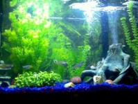 实用水族箱配件和设备