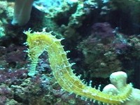 饲养海马的秘诀