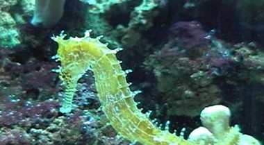 饲养海马的秘诀