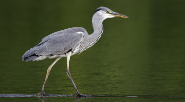 保护你的池塘 - 阻止苍鹭和其他捕食者