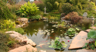 如何完美地重新盆栽池塘植物