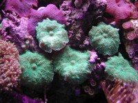 珊瑚礁水族箱设置指南