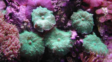 珊瑚礁水族箱设置指南