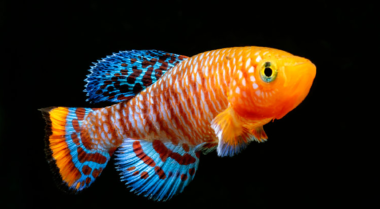 为什么鱼是很棒的宠物