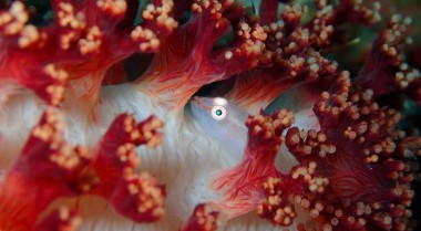 海水虾虎鱼护理