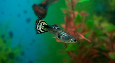 热带鱼怀孕多久？