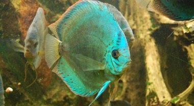 水族箱鱼类的行为变化与问题