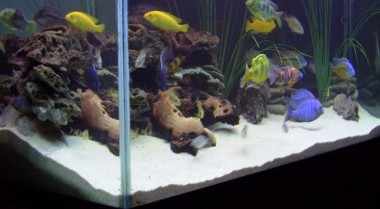 非洲慈鲷的攻击性 - 如何减少攻击行为