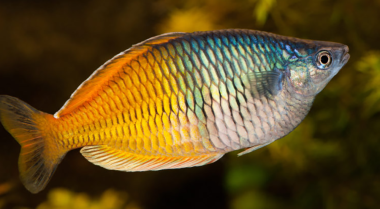 如何饲养彩虹鱼