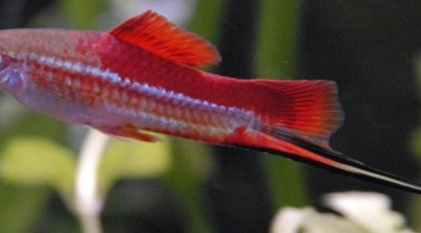 卵胎生鱼类的繁殖与培育