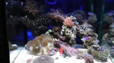 珊瑚礁水族箱紫外线灭菌器