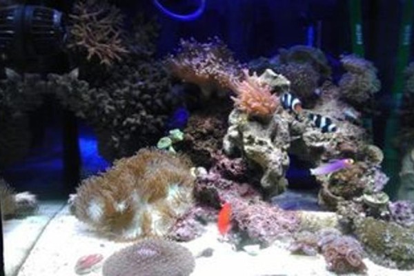 珊瑚礁水族箱紫外线灭菌器