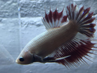 如何正确照料暹罗斗鱼