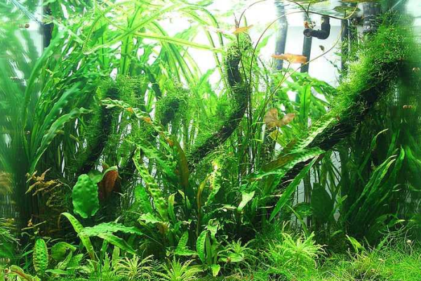 如何成功养护水草缸