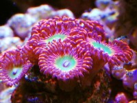 海水水族箱五大最艳丽珊瑚