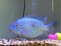 最古老的水族箱鱼类