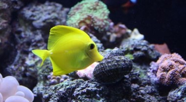 海水水族箱造浪泵