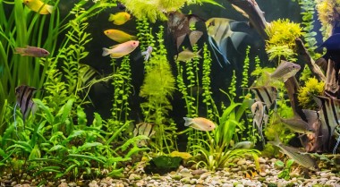 如何设置热带鱼缸