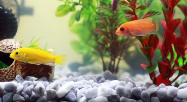 保持水族箱清洁的创意小技巧