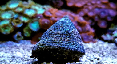 我如何去除珊瑚缸中的毛藻？